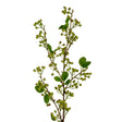 Green Mossberry Large Branch