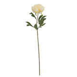 Large Buttermilk Double Peony Stem
