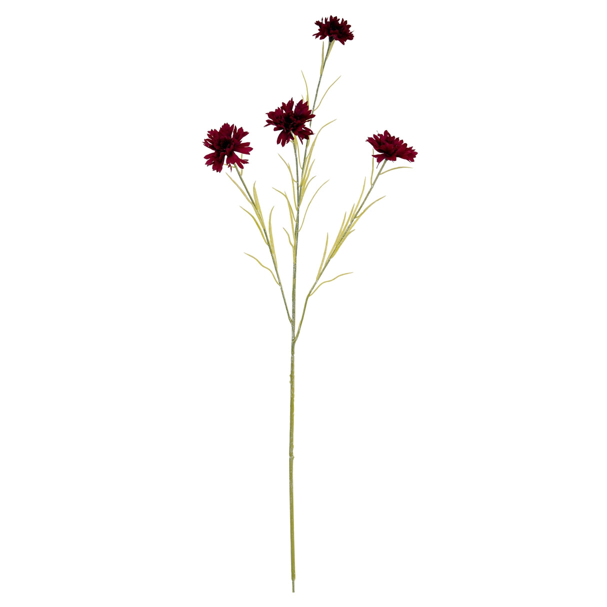 Burgundy Cornflower Stem