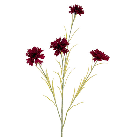 Burgundy Cornflower Stem