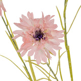 Pink Cornflower Stem