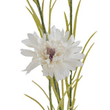 White Cornflower Stem