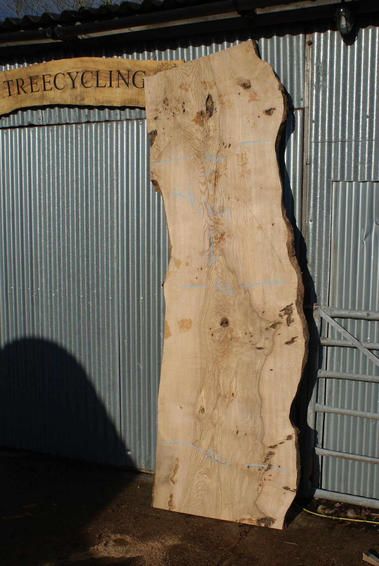 Large Single Slab Of Olive Ash. 2680 L x 865 - 702 W x 44 D mm (275)