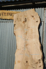 Large Single Slab Of Olive Ash. 2680 L x 865 - 702 W x 44 D mm (275)