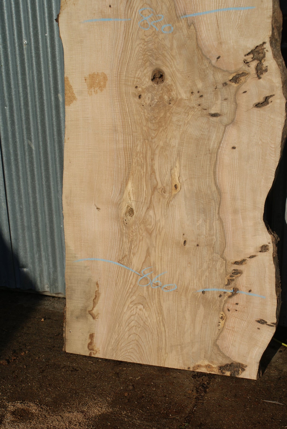 Large Single Slab Of Olive Ash. 2680 L x 865 - 702 W x 44 D mm (275)