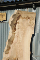 Large Single Slab Of Olive Ash. 2680 L x 865 - 702 W x 44 D mm (275)