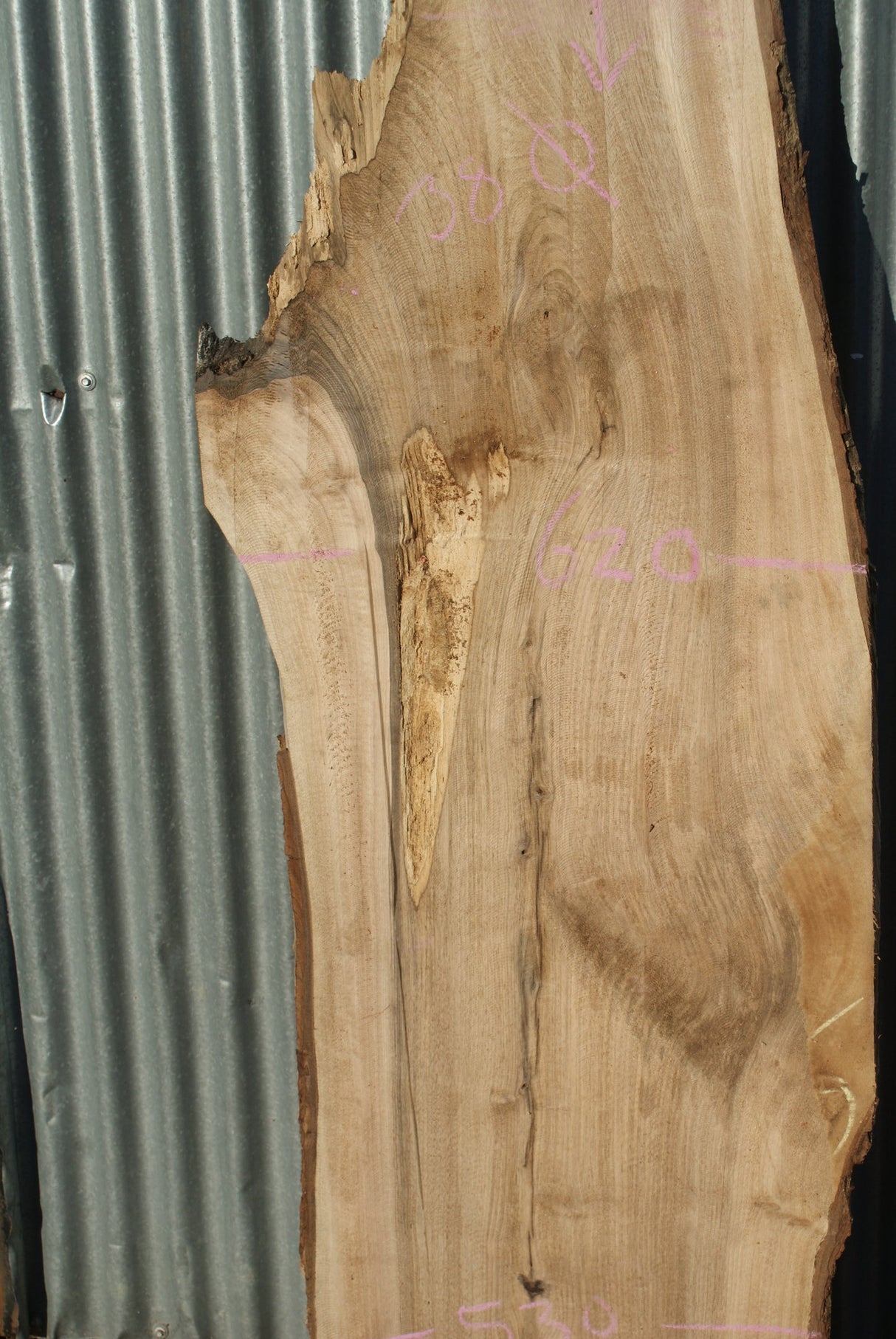 English Walnut 2130 x 620 - 305 x 38 mm (281)