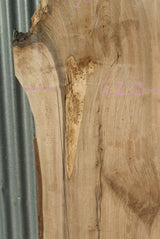 English Walnut 2130 x 620 - 305 x 38 mm (281)