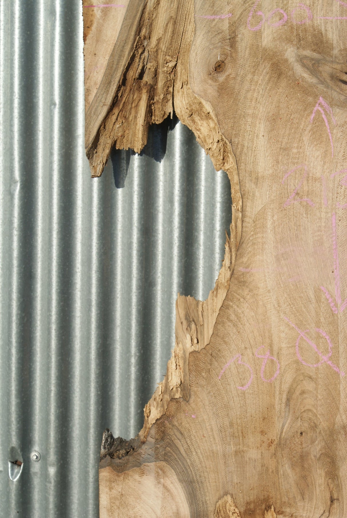 English Walnut 2130 x 620 - 305 x 38 mm (281)