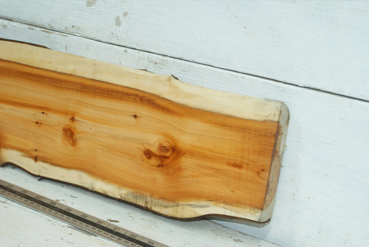 English Yew,   982 L x 176-143 W x 29 D (mm)     (342)