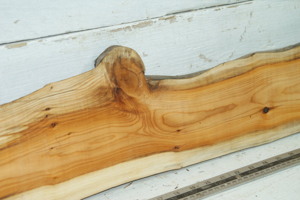 English Yew,   975 L x 158-112 W x 23 D (mm)     (344)