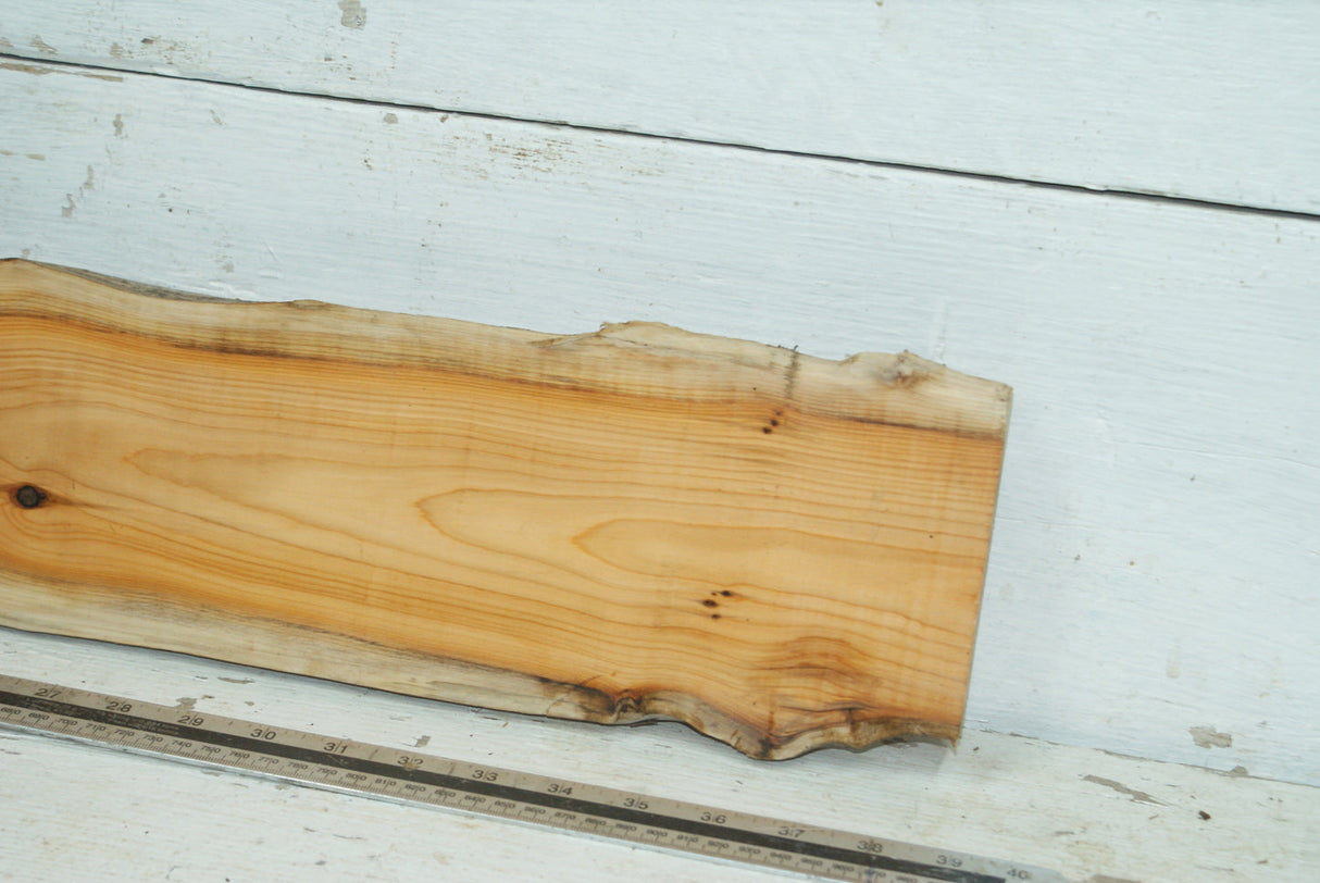 English Yew,   975 L x 158-112 W x 23 D (mm)     (344)