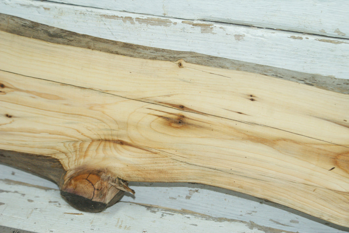 English Yew,   975 L x 158-112 W x 23 D (mm)     (344)