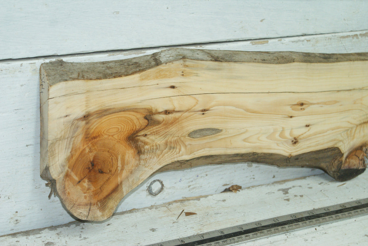 English Yew,   975 L x 158-112 W x 23 D (mm)     (344)