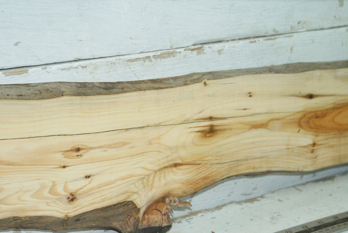 English Yew,   975 L x 158-112 W x 23 D (mm)     (344)