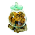 Root With Glass Jar