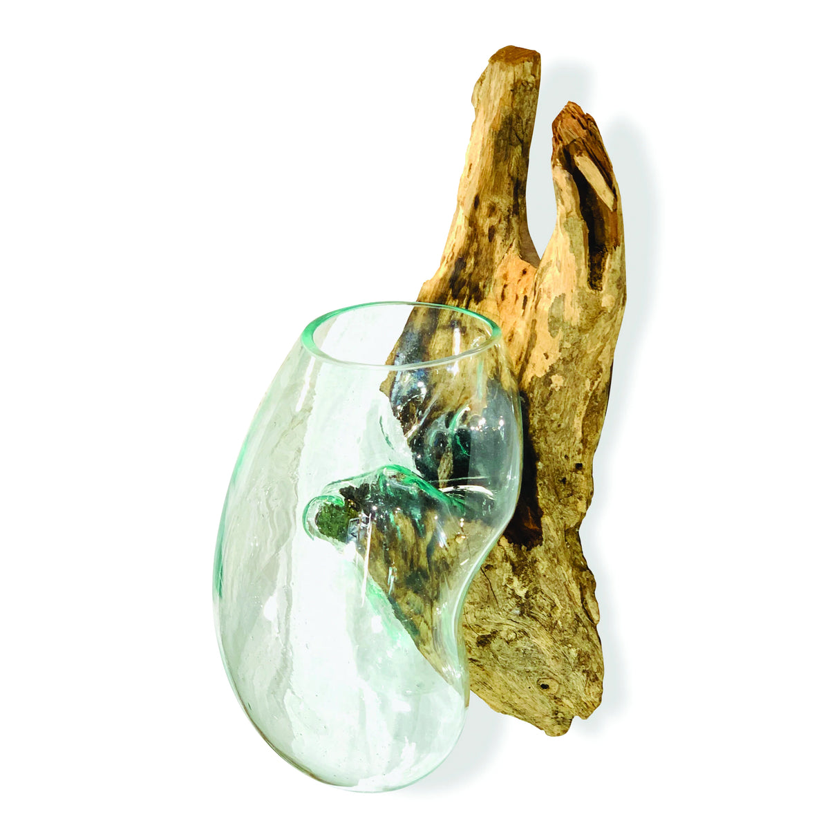 Root With Glass Bowl Wall Hanging