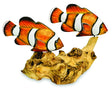 2 Nemo Clownfish On Driftwood (Please Order In Multiples Of 2)