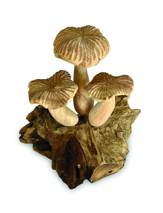 3 Grooved Cap Bali Mushrooms