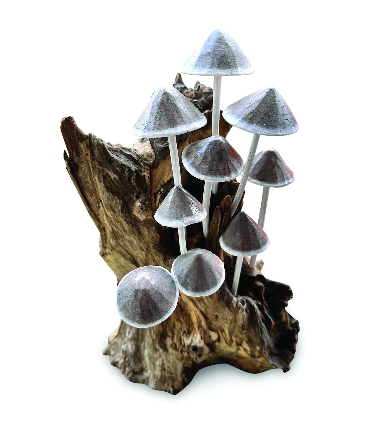 Ink Cap Mushroom Colony Driftwood Sculpture H30cm