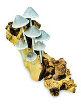 Ink Cap Mushroom Colony Driftwood Sculpture H30cm