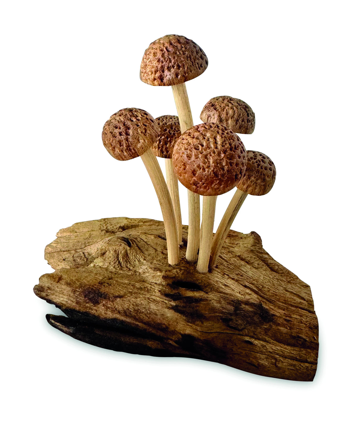 Skinny Mushroom Forest