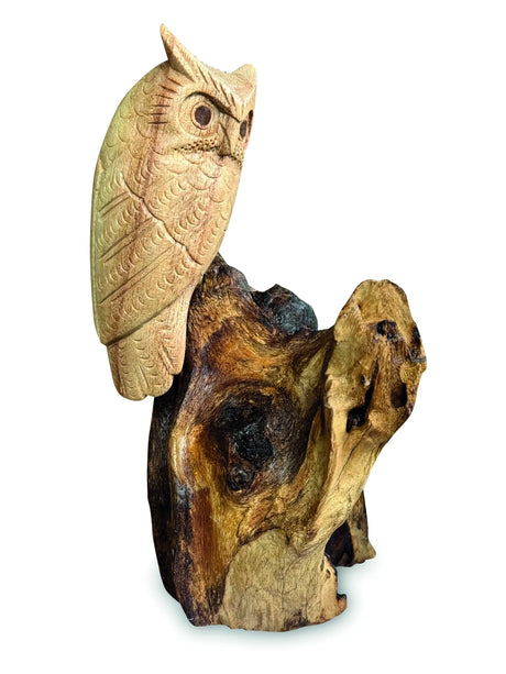 SINGLE TAWNY OWL ON DRIFTWOOD