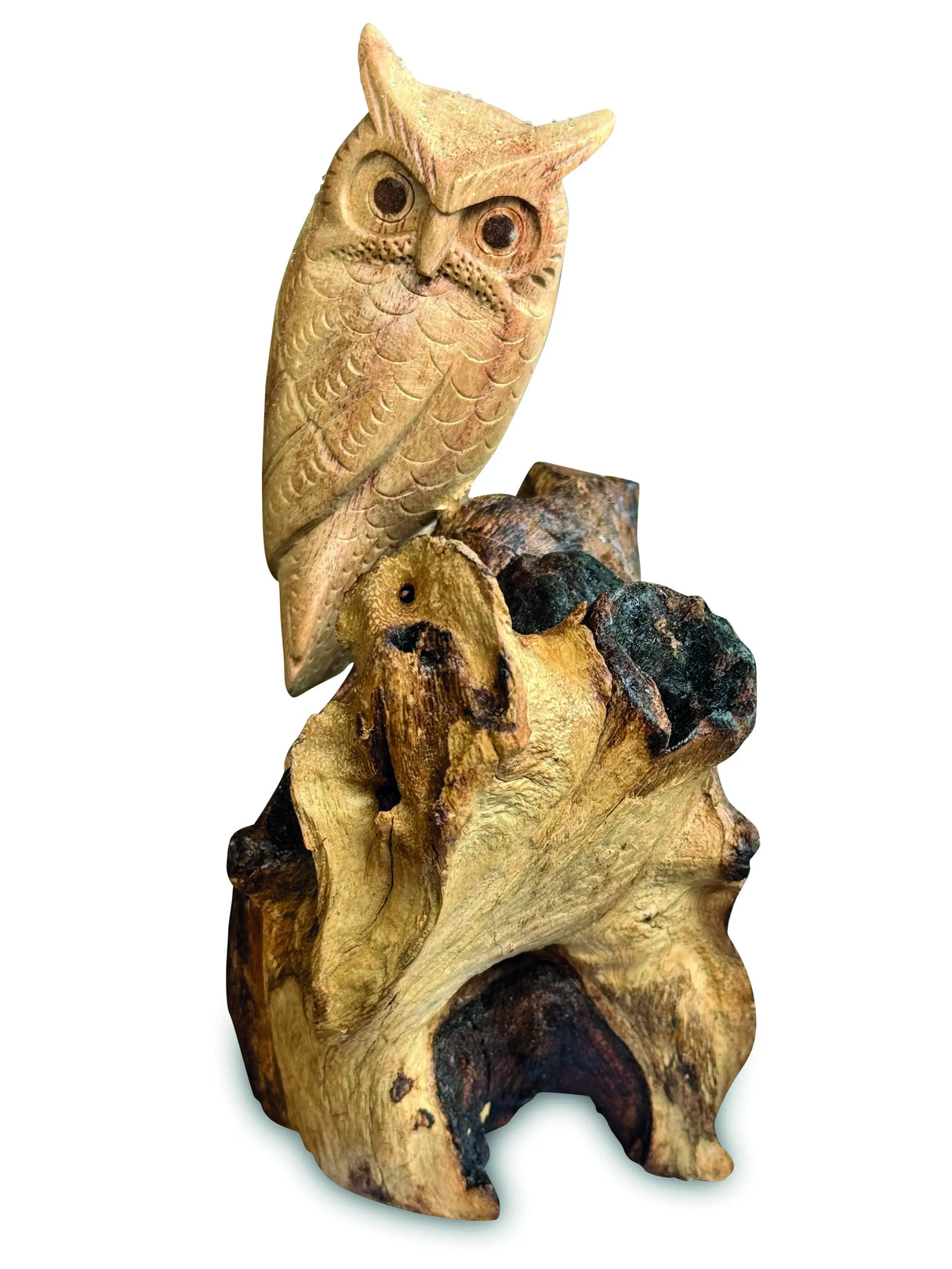 SINGLE TAWNY OWL ON DRIFTWOOD