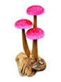 FLY AGARIC RED/WHITE 3 MUSHROOM SCULPTURE 16cm.