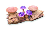 3 Violet Closed Cap Mushrooms With Double Candle Holder Low
