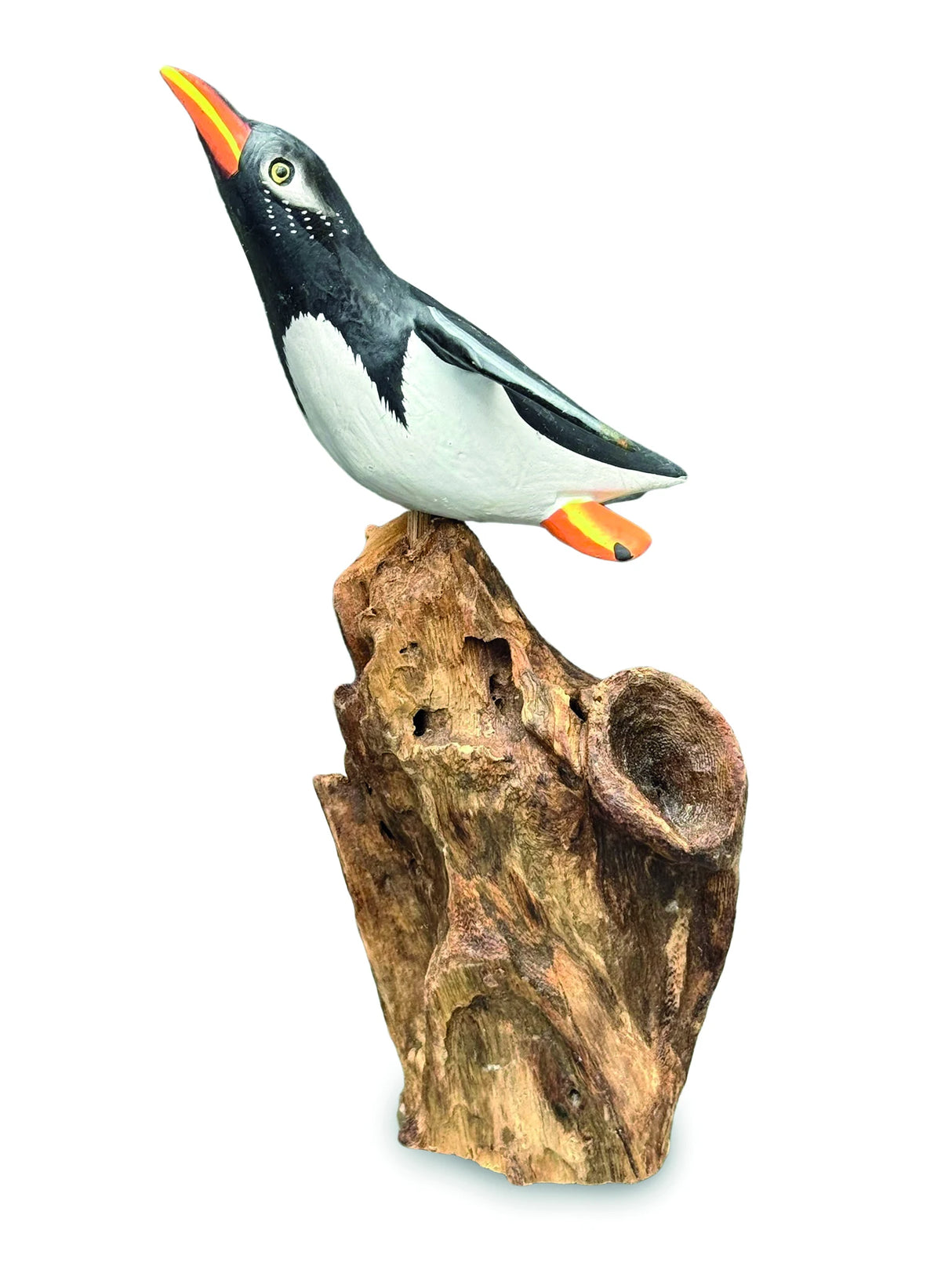 SINGLE CLIFF DIVING PENGUIN 13-15h