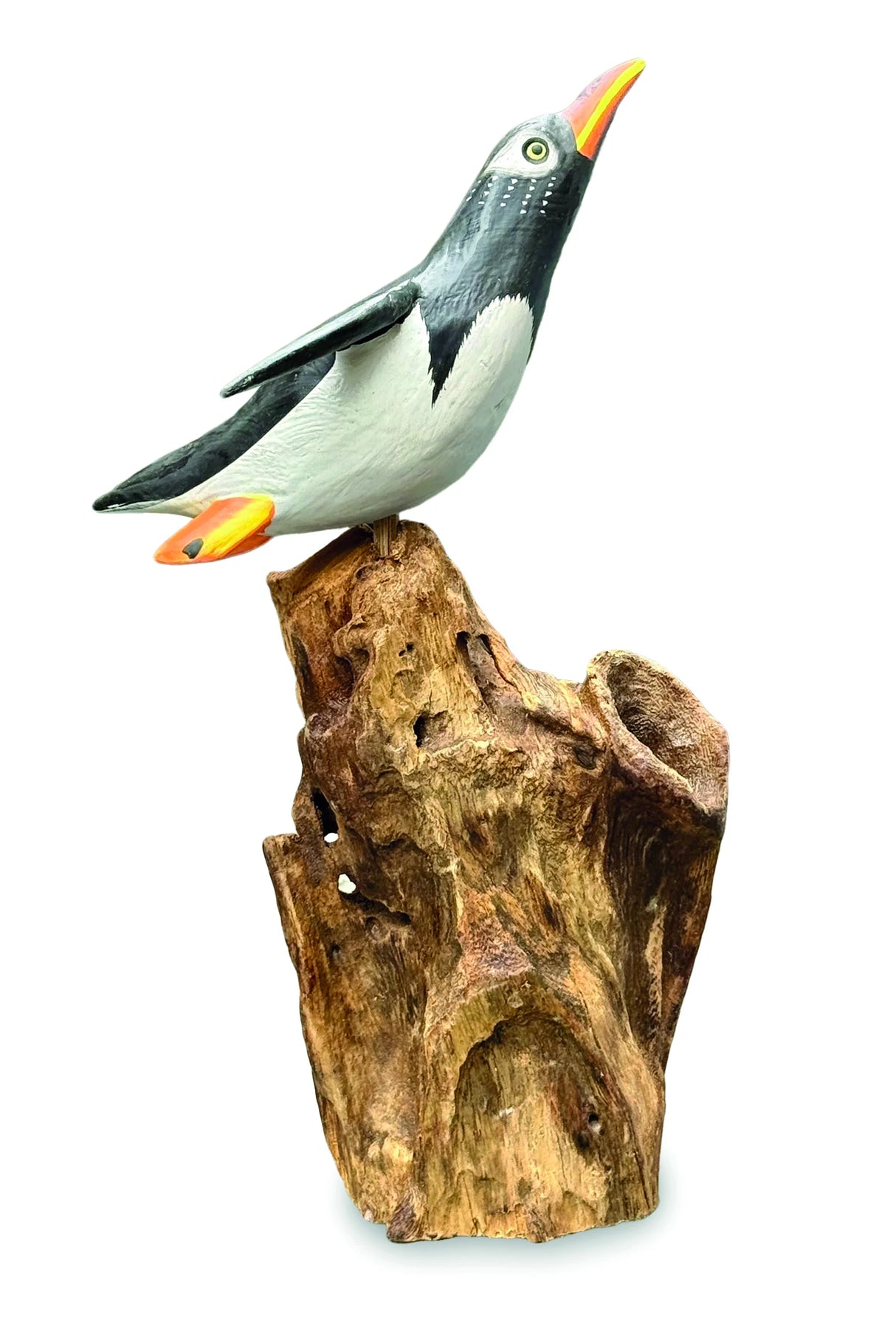 SINGLE CLIFF DIVING PENGUIN 13-15h