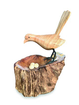 Single Lyrebird Nesting