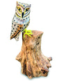 Painted Single Tawny Owl 26cm