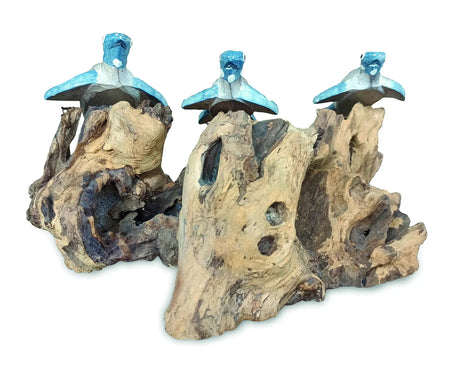 3 SWIMMING TURTLES ON CORAL