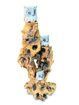 3 Baby Owls In A Tree