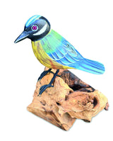 Single Blue Tit Foraging