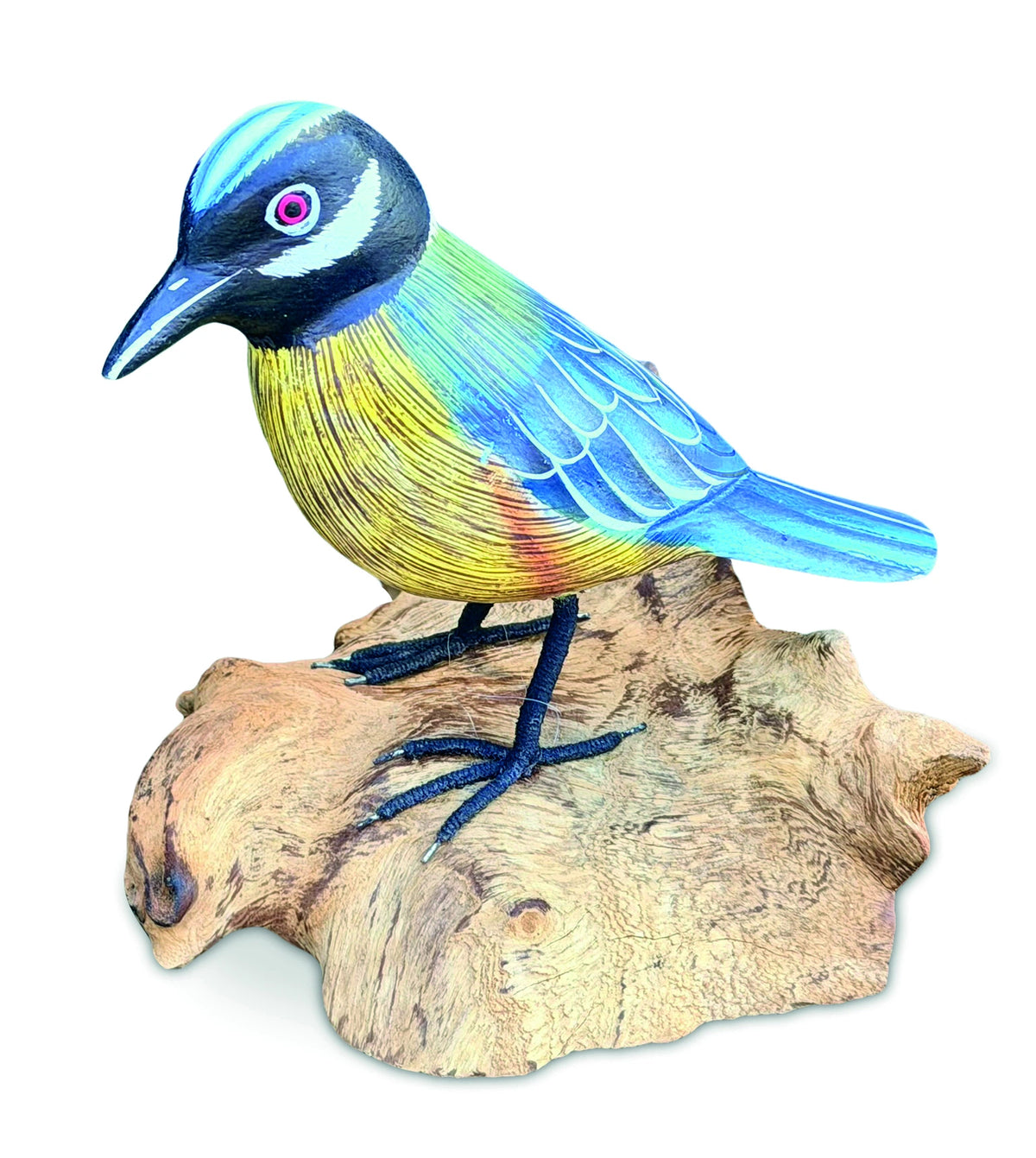 Single Blue Tit Foraging