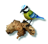 Single Blue Tit Foraging