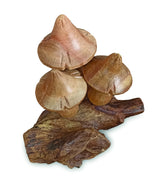 Mystical Magic Bali Mushrooms 10cm