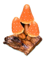 Orange Witchs Hat Mushrooms 12cm