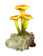 Chanterelle Triple Painted Mushroom