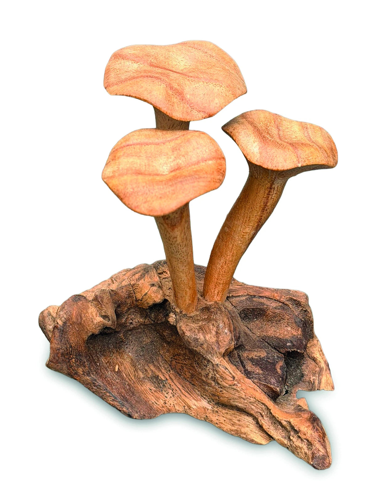 Foraged Trio Of Chanterelle Mushrooms