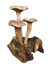 Foraged Trio Of Chanterelle Mushrooms