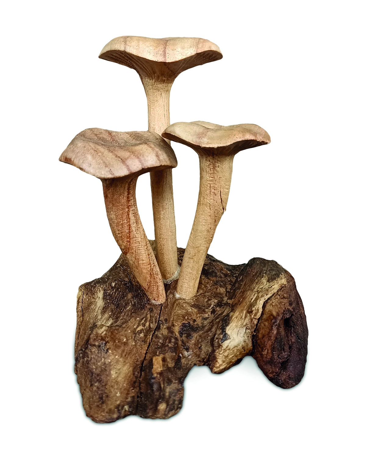 Foraged Trio Of Chanterelle Mushrooms