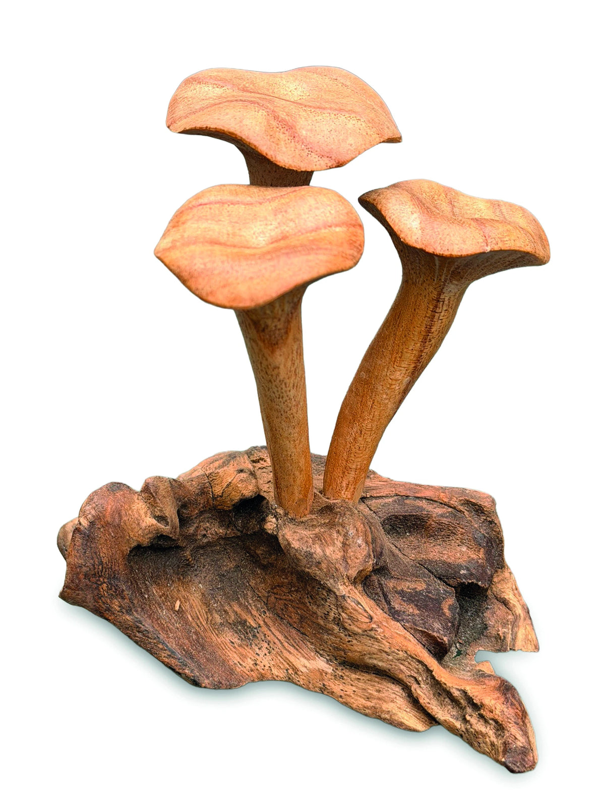 Foraged Trio Of Chanterelle Mushrooms