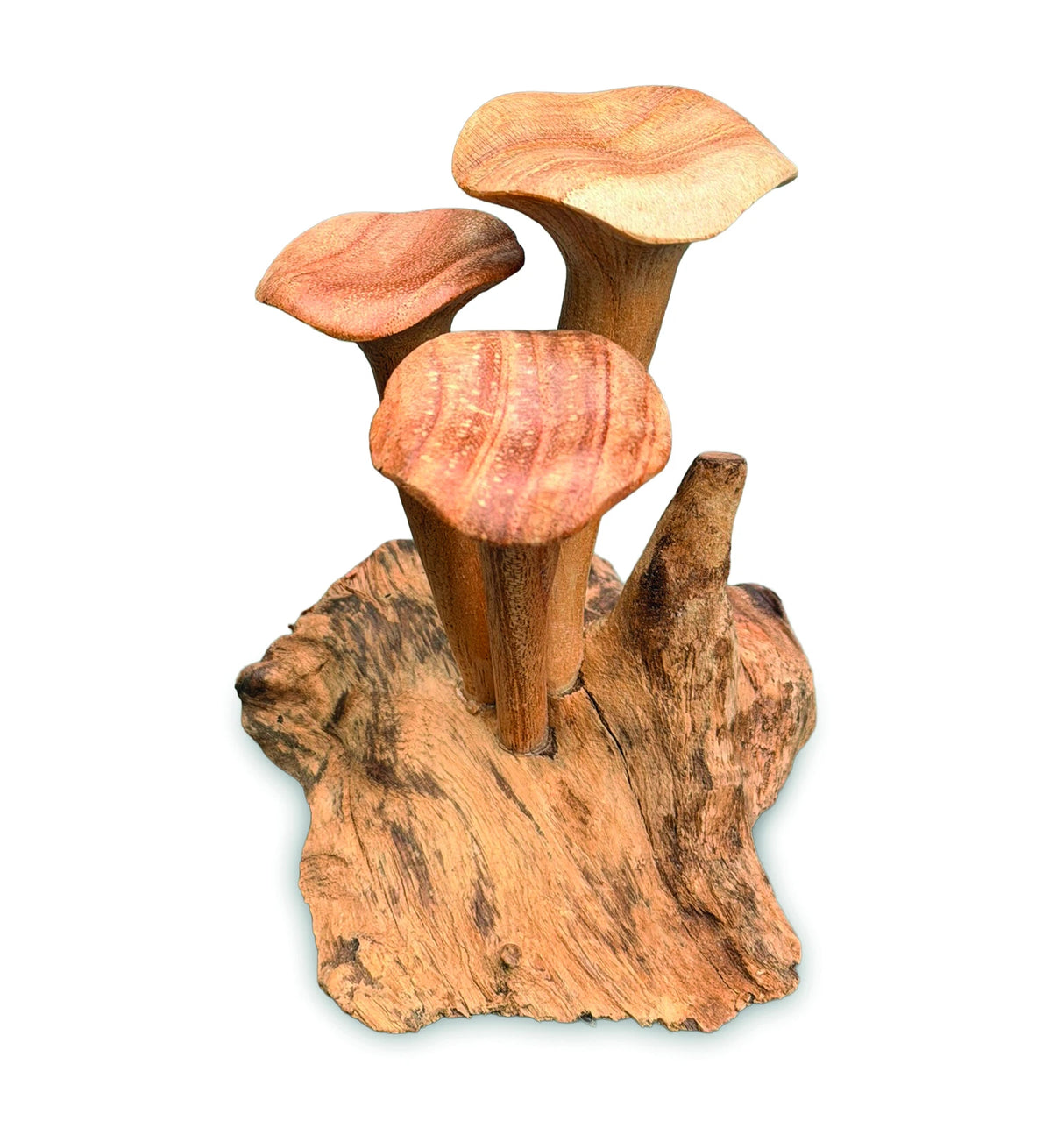 Foraged Trio Of Chanterelle Mushrooms