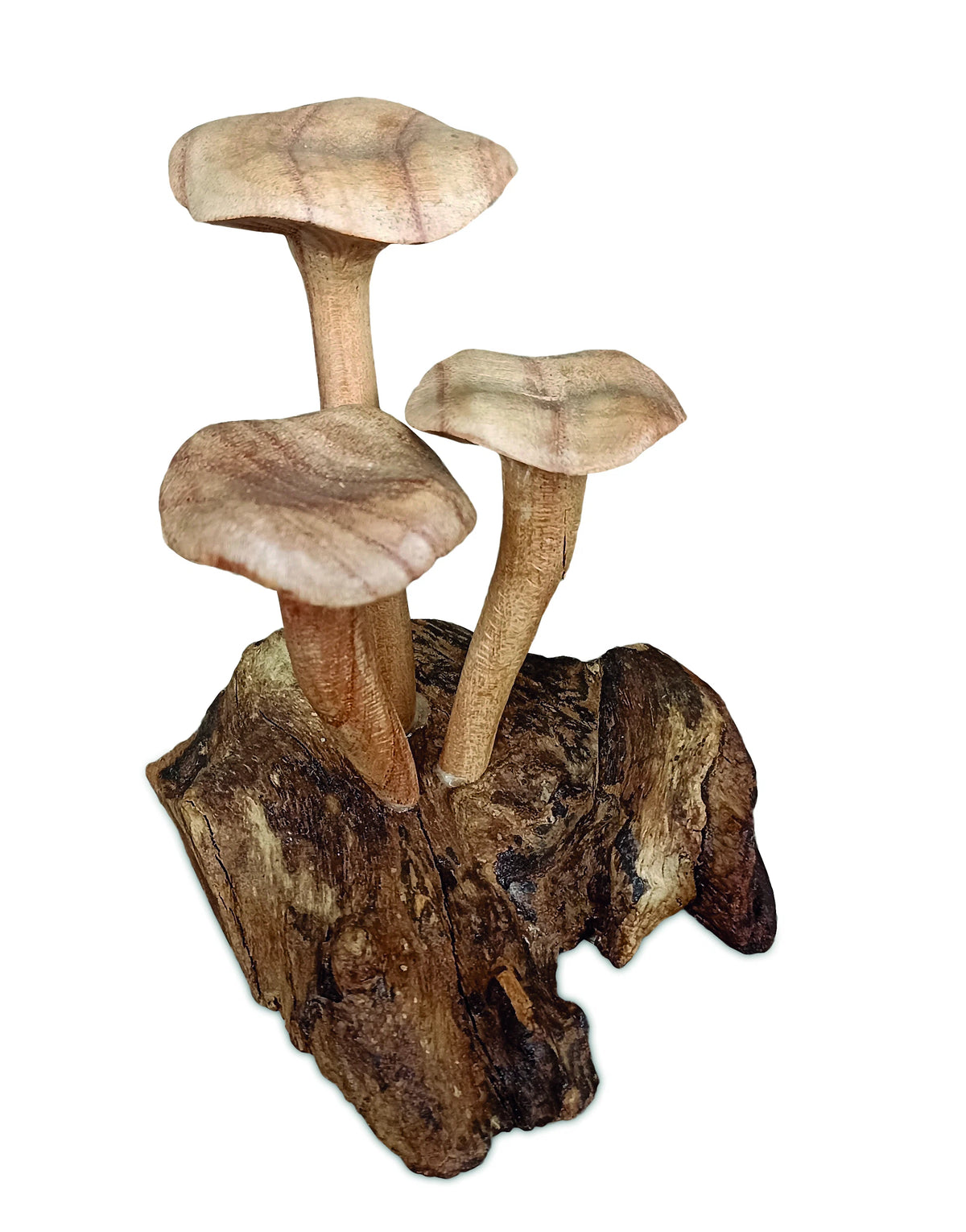 Foraged Trio Of Chanterelle Mushrooms