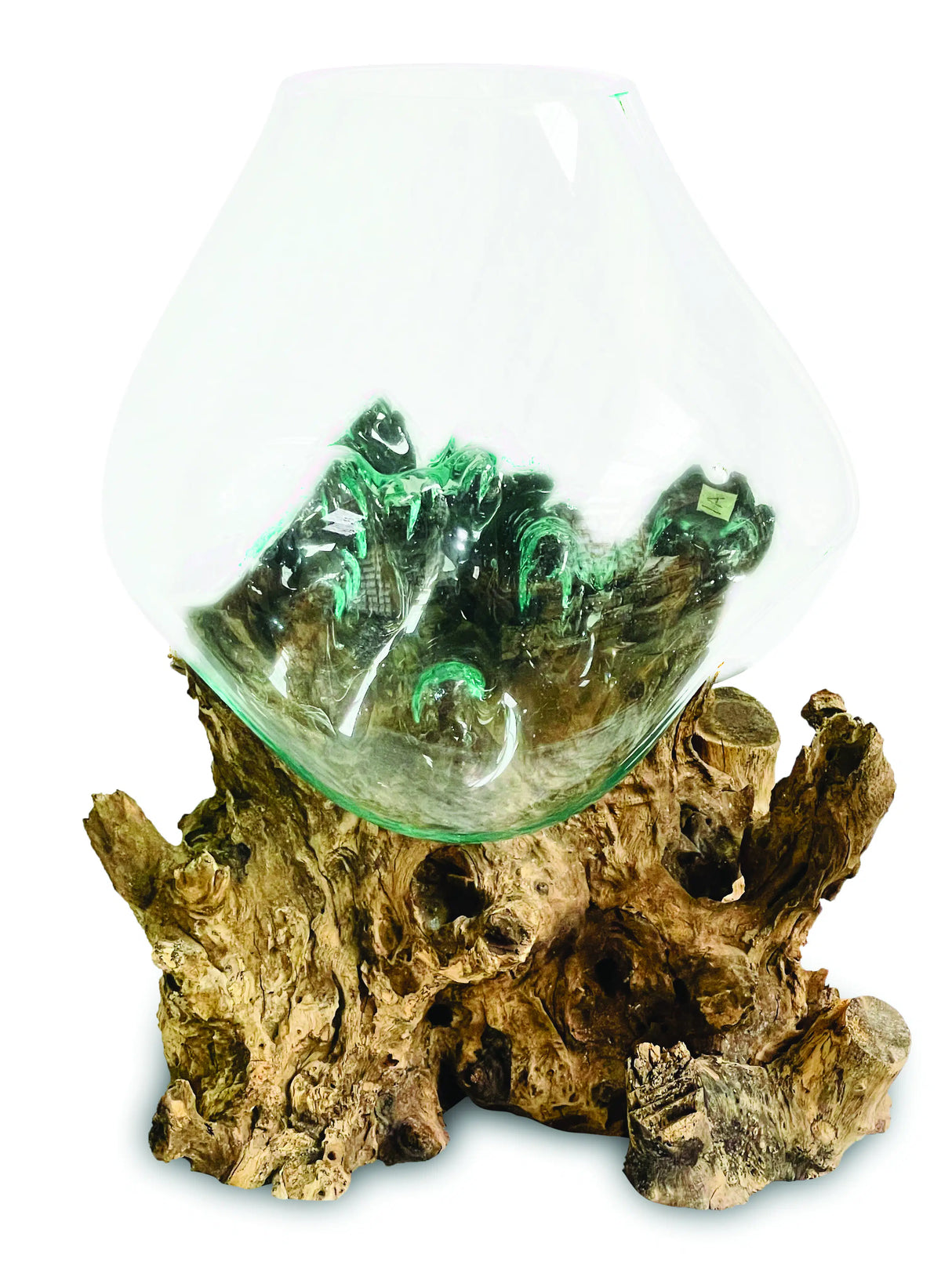 Root With Glass Bowl Extra Extra Large
