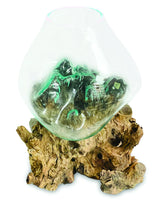Root With Glass Bowl Extra Extra Large